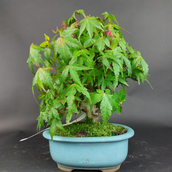 Bonsai - Fächerahorn, Acer Palmatum Nomura